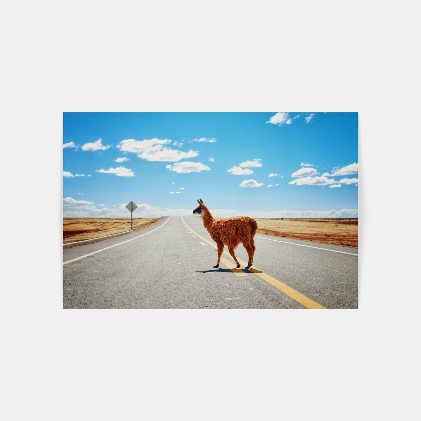 Lama – Bolívie