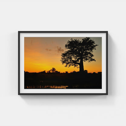 Baobab, Mozambique