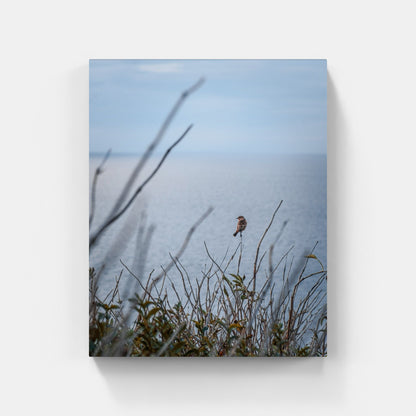 Early bird – Lulworth, Dorset, United Kingdom, 2021