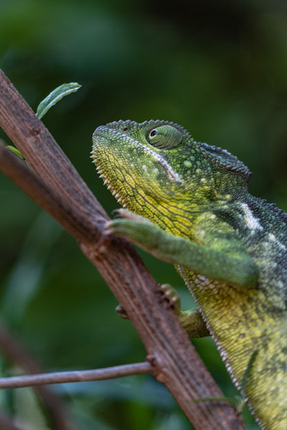 Krásné stvoření – Madagaskar