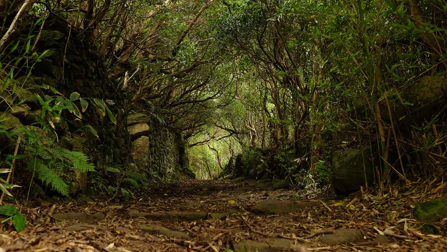 Magic Forest – Azores