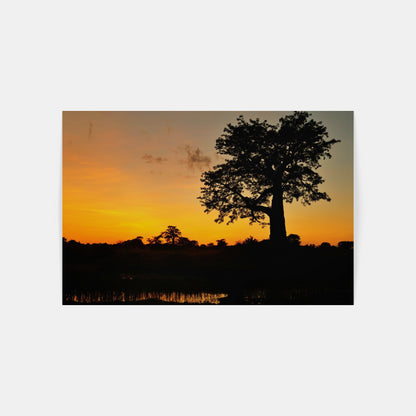 Baobab – Mosambik