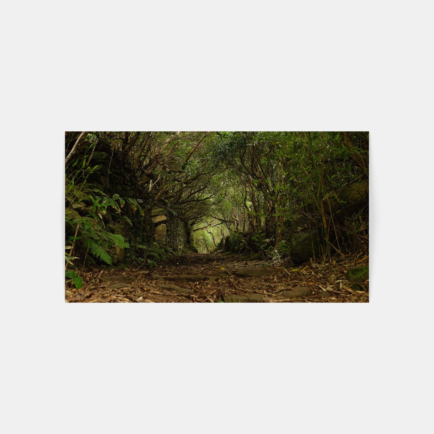 Magický les – Azory