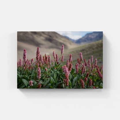 Květ Himálaje – nadmořská výška 4800m