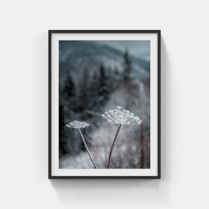 Frozen Flower – Lysá Hora, CZ, 2020