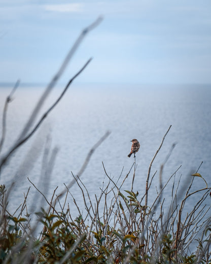 Ranní ptáče – Lulworth, Dorset, Spojené království, 2021