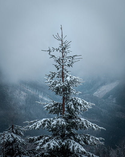 Zasněžená koruna stromů – Top Lysá Hora, CZ, 2020