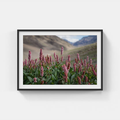 Květ Himálaje – nadmořská výška 4800m