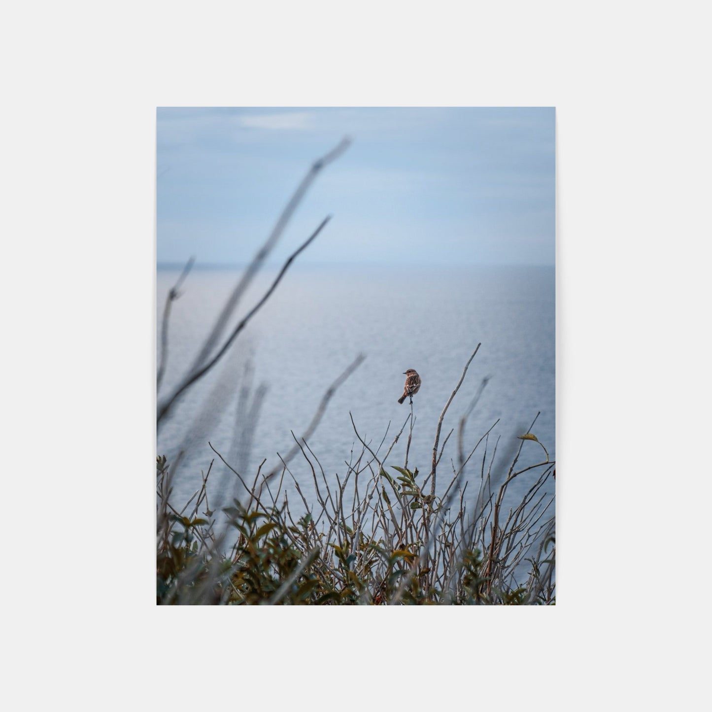 Early bird – Lulworth, Dorset, United Kingdom, 2021