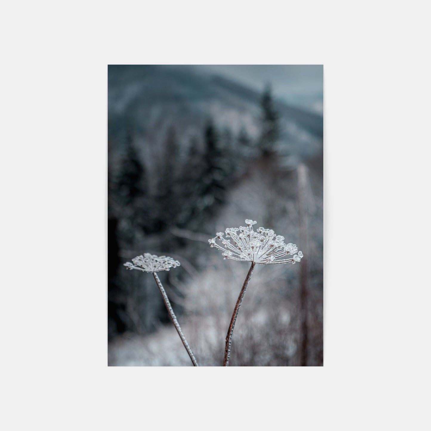 Frozen Flower – Lysa Hora, Czech Republic, 2020