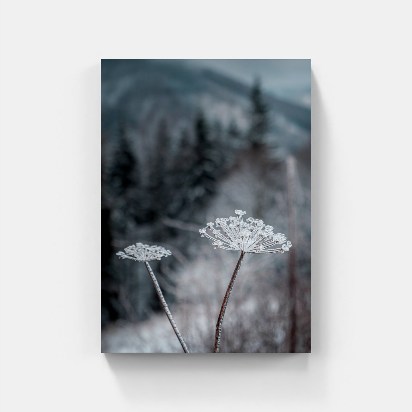 Frozen Flower – Lysa Hora, Czech Republic, 2020