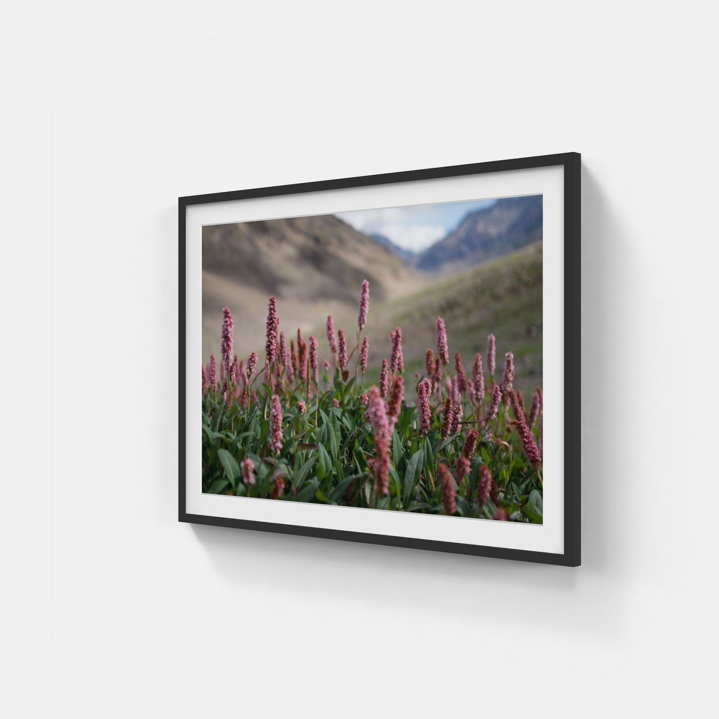 Flower of Himalaya – altitude 4800m
