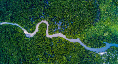 River through mangroves, Philippines