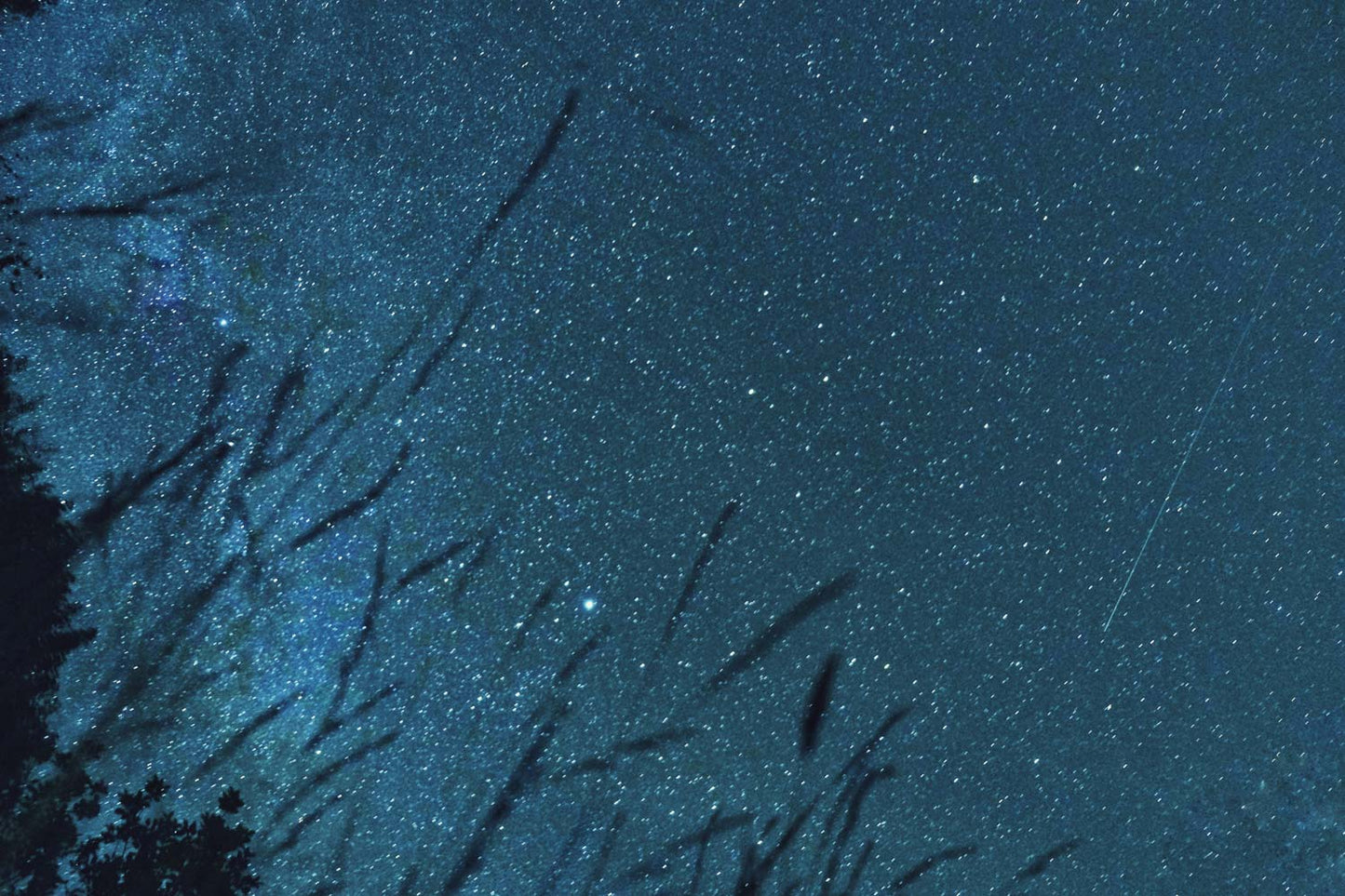 Stars in the grass